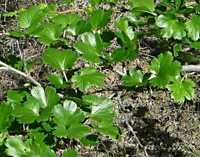 Ribes californicum Leaf